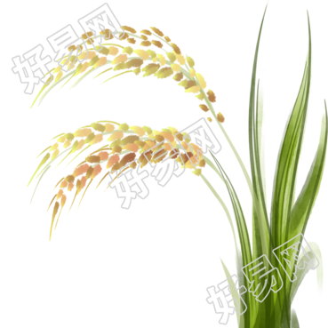 手绘成熟的水稻世界粮食日插图