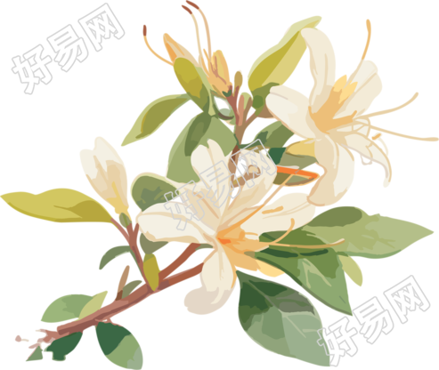 清新淡雅白花设计素材