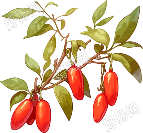 色彩丰富枸杞创意设计元素