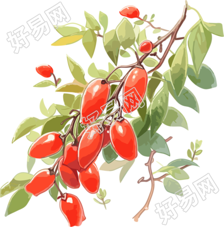 结满枸杞的树枝高清插画设计素材
