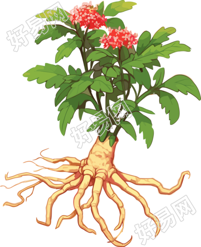 古典风格人参插画设计