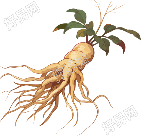 国风中药人参中草药元素