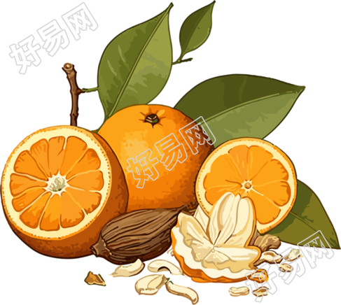 插画风格的橙子、橙皮和叶子绘画