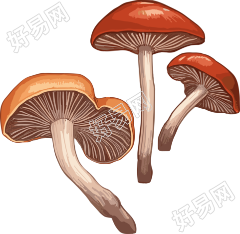 白底光栗色和浅棕色风格的灵芝插图