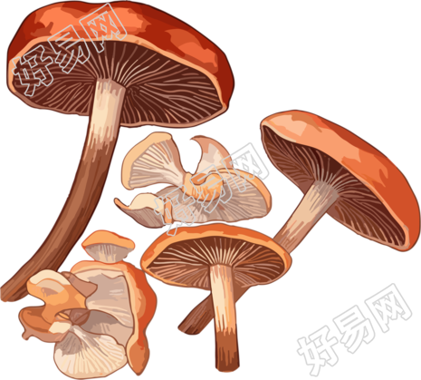 光栗色和浅棕色风格的灰褐革菌插图
