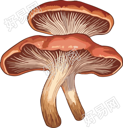 高清图形素材：白色背景下的灵芝插画展示