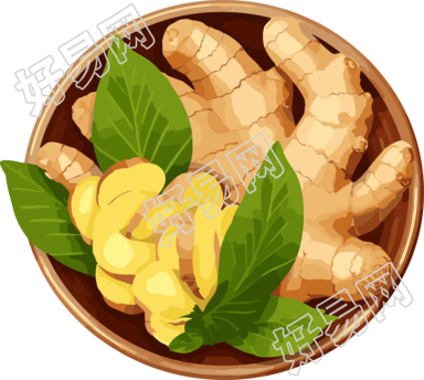 一盆生姜高清插画设计