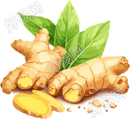 高清透明背景的生姜插画设计