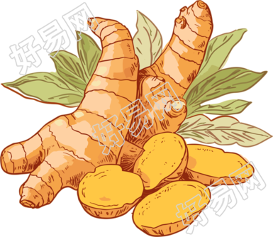 透明背景矢量剪贴画生姜PNG