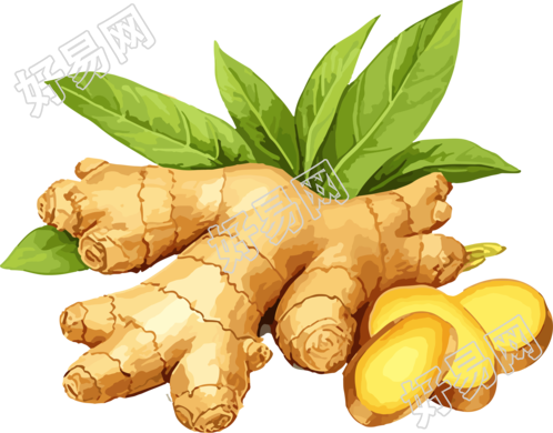 生姜新叶矢量插画PNG素材