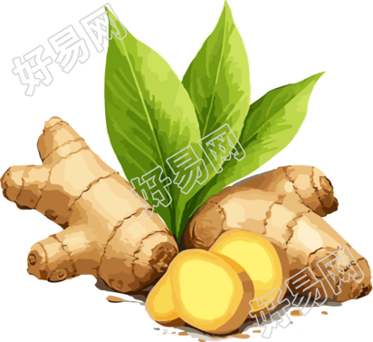 高清透明背景生姜新叶PNG插图