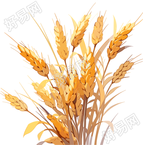 黄色的小麦设计元素PNG图形素材