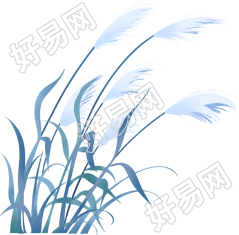 灰蓝色芦苇手绘插画素材