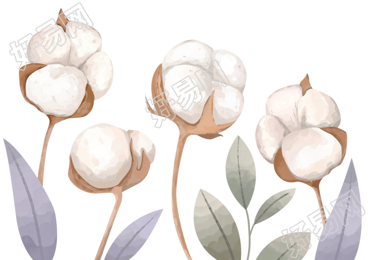 寒露时节丰收的棉花手绘插画
