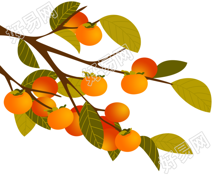 二十四节气寒露丰收的柿子商用插画