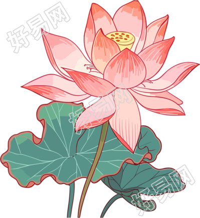 美感艺术手绘平面风格莲花插画
