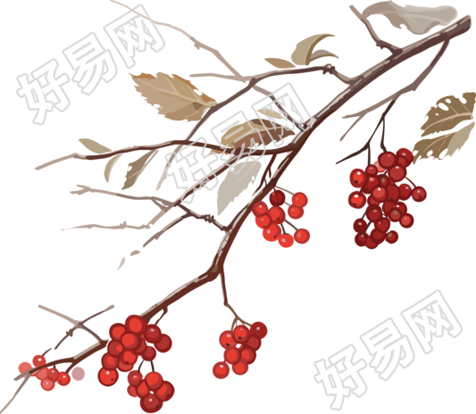 红色浆果盛载的树枝