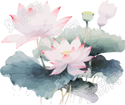 莲花与叶子画作插画