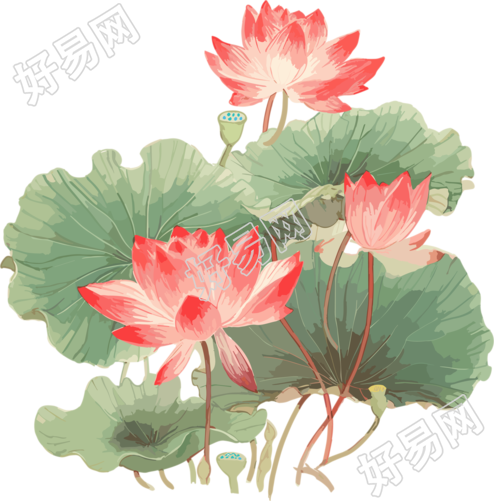印天荷花绘画插图