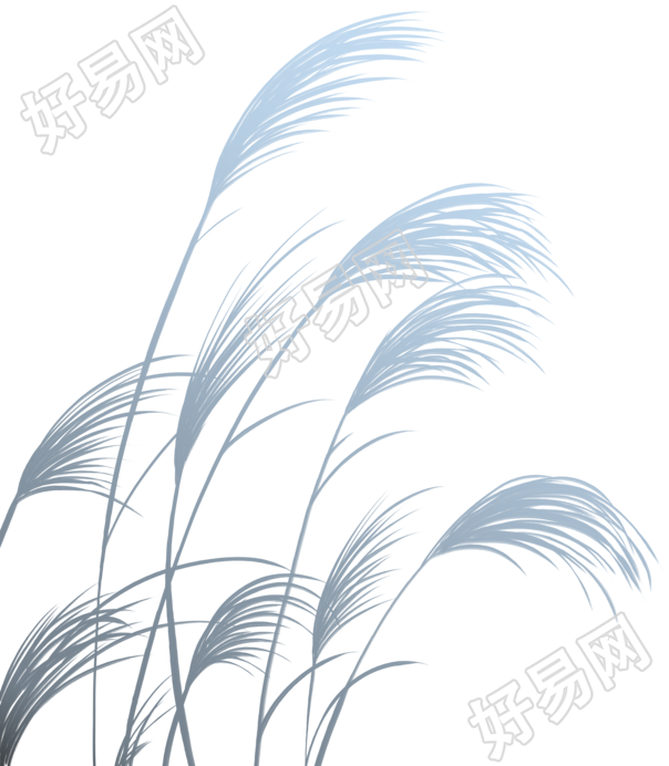 白露时节灰黑色芦苇透明背景素材