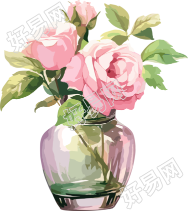 粉色玫瑰透明背景插画