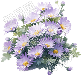 紫色雏菊水彩画