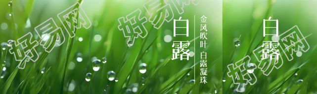 金风吹叶白露凝珠大自然实景公众号封面图