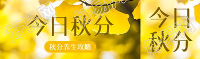 金黄色银杏叶实景今日秋分公众号封面图