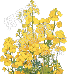 油菜花PNG插图素材