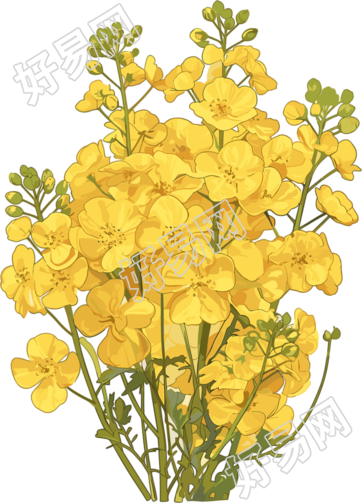 油菜花商用设计元素