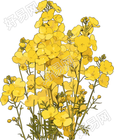 油菜花可商用插画