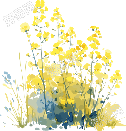油菜花唯美插图