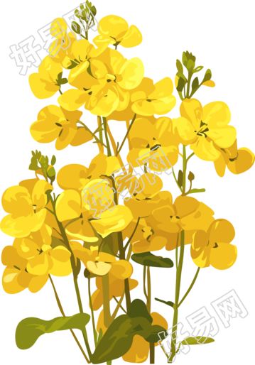 油菜花简单素材