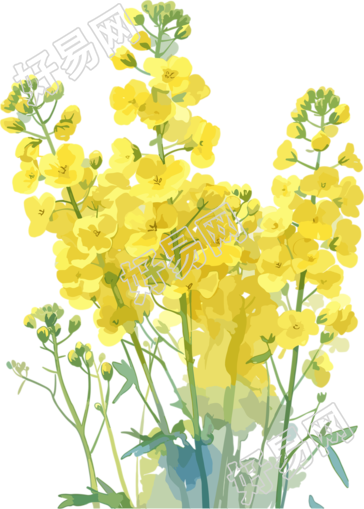 油菜花可商用设计素材