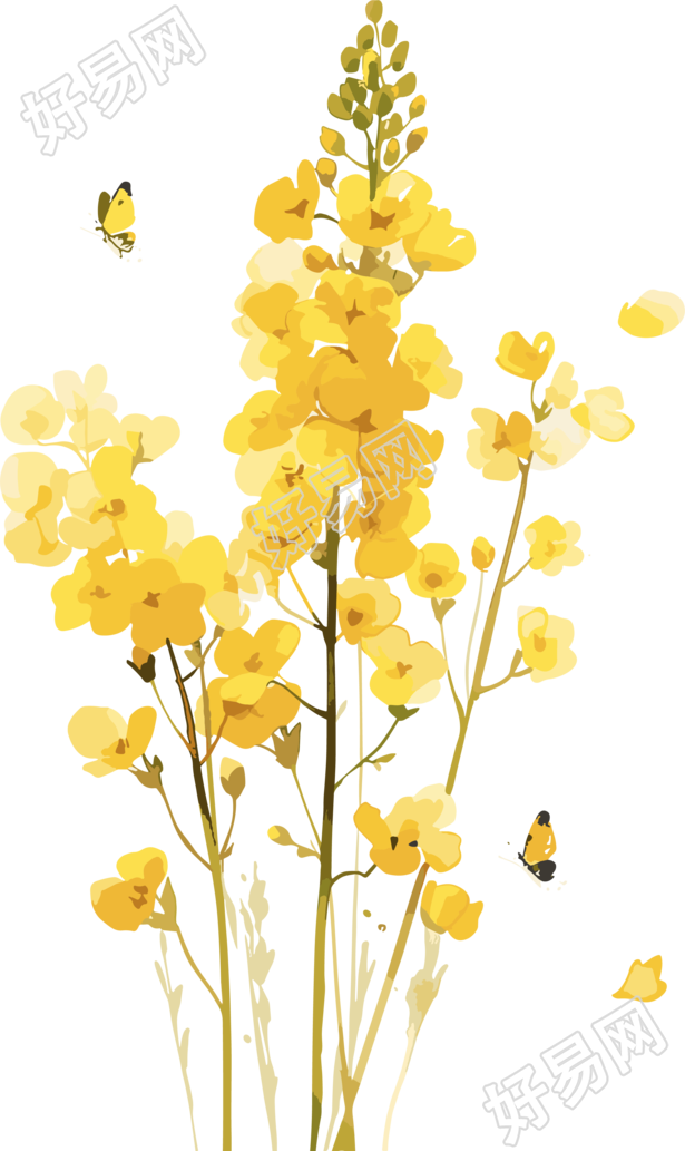 油菜花PNG图形素材