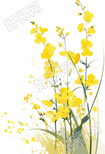 油菜花春天插画