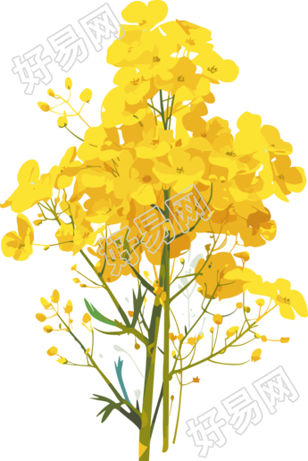 油菜花图形设计元素