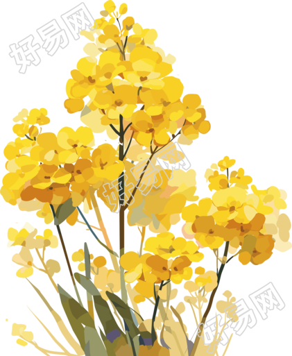 油菜花插画素材