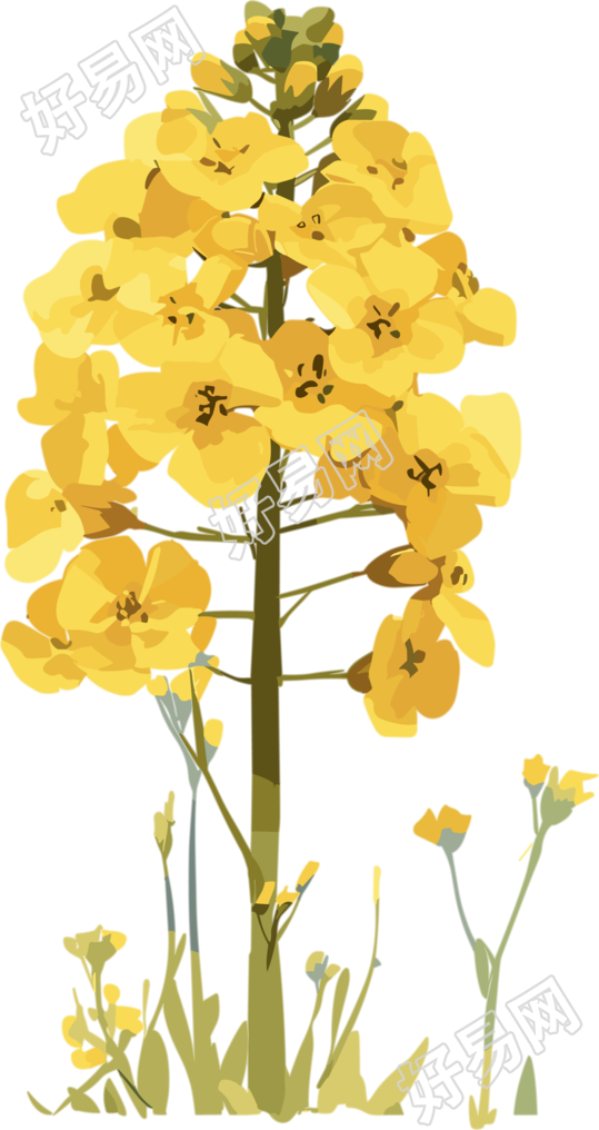 油菜花透明背景插图
