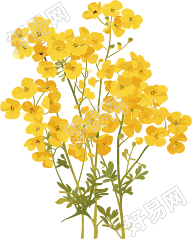 油菜花小清新插画