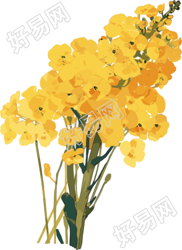 油菜花白底简约素材