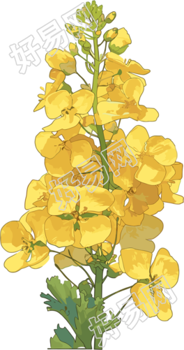 油菜花PNG创意简约素材