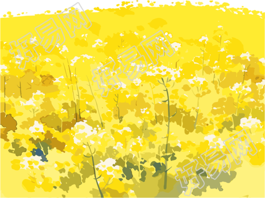 油菜花田PNG插图