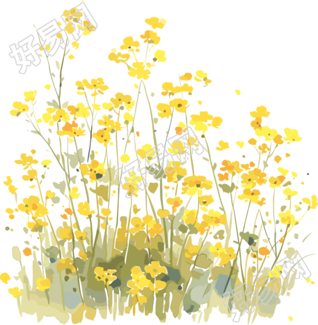 油菜花透明背景商用素材