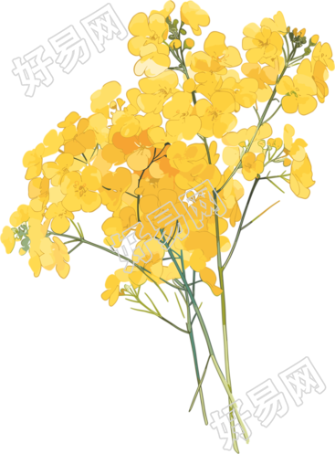油菜花美丽花束素材