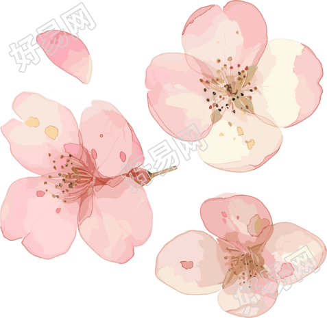 樱花花瓣商用素材