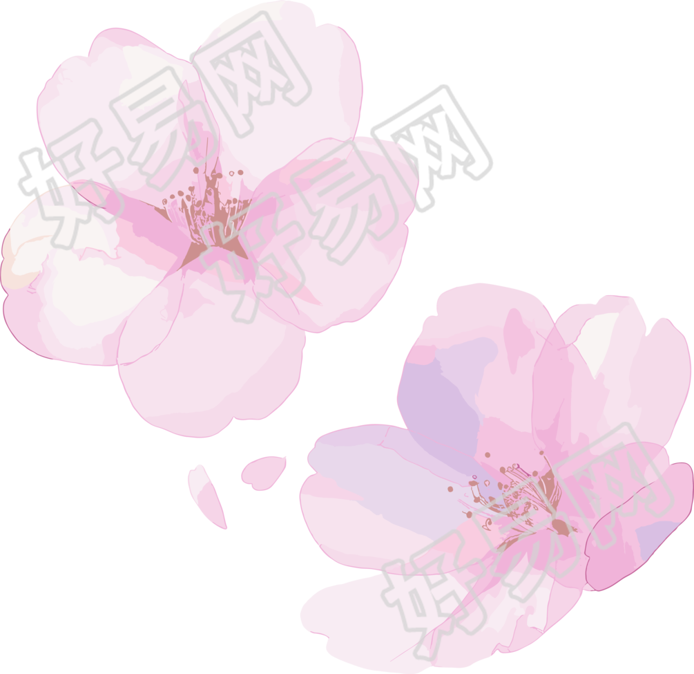 樱花花瓣水彩风插画