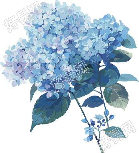 蓝色绣球花商用插画