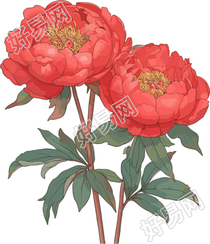 红牡丹创意插图