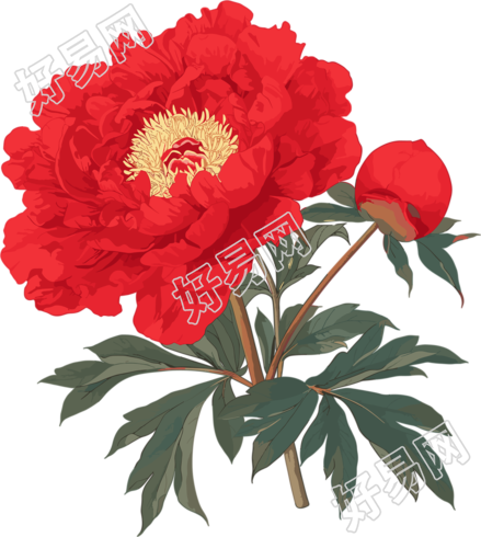红牡丹透明背景插画